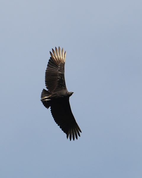 Black Vulture, Port of Spain, Trinidad. 3rd March 2013.