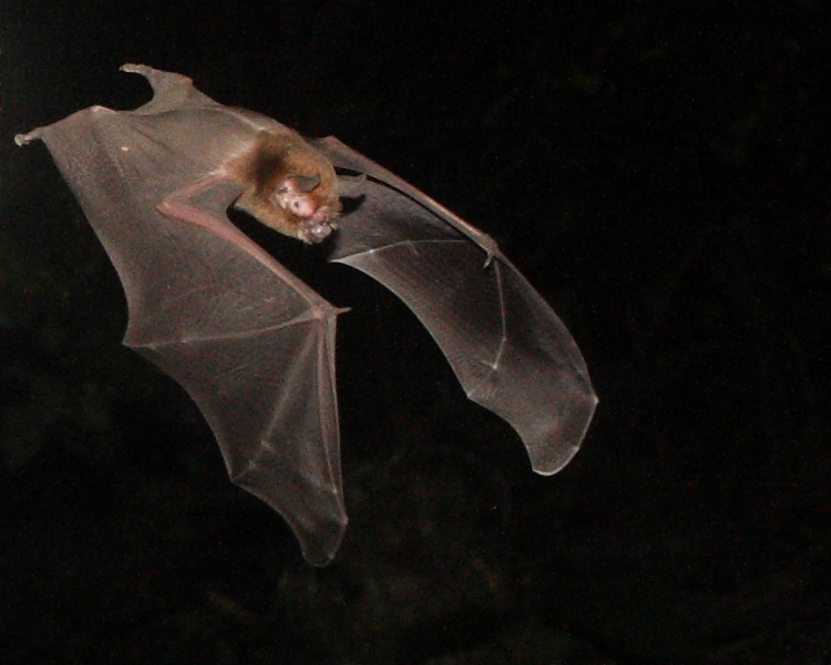 Davy's Naked-backed Bat, Tamana Hill Cave, Trinidad. 13th March 2013.
