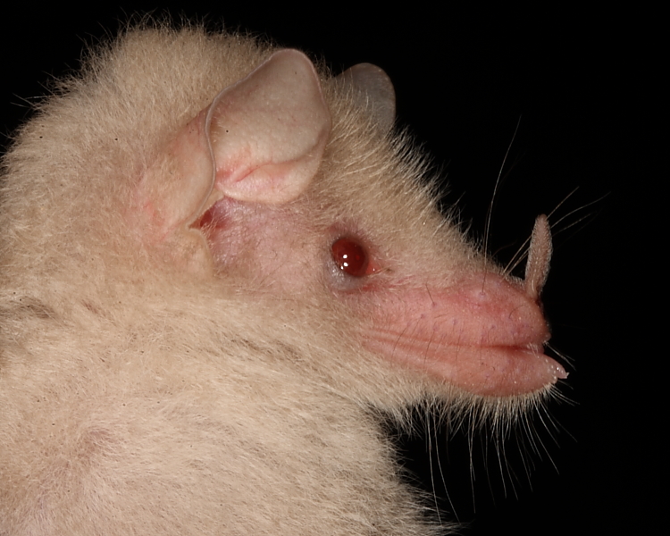 Albino Geoffroy's Hairy-legged Bat, Tamana Hill Cave, Trinidad. 13th March 2013.