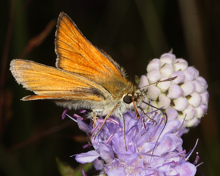 Orange-tipped antennae on a Small Skipper, Top End. 23rd July 2013.