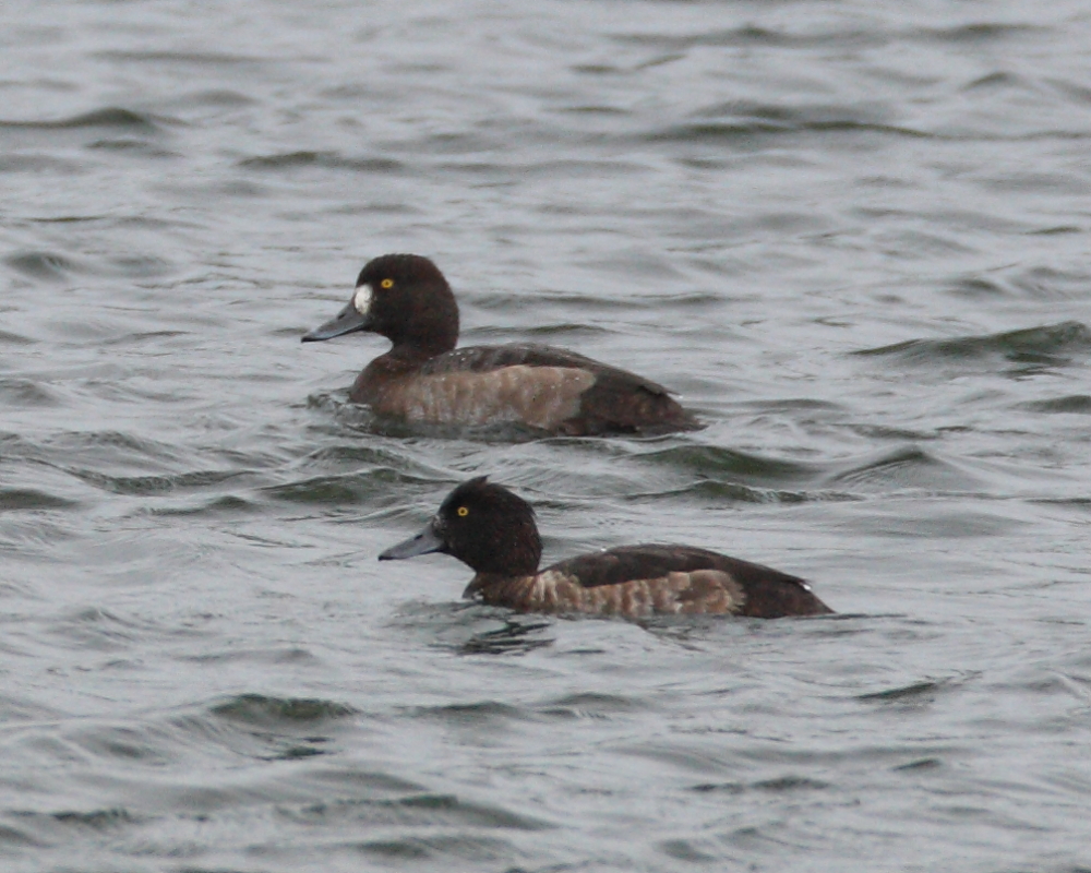 Mystery ♀ Aythya showing overall impression & close comparison with a Tufted Duck. 21st Oct 2013.