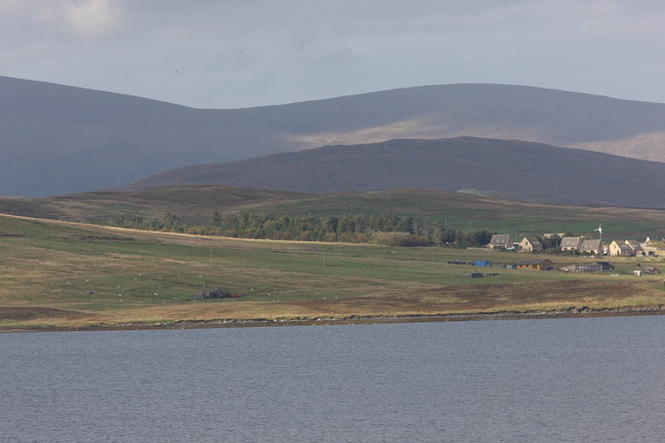 Sullom Plantation, Shetland Isles. 12th Oct 2015.