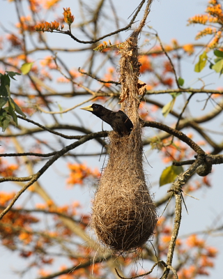 Crested Oropendola leaving nest, Hacienda Jacana, Trinidad. 11th March 2016.