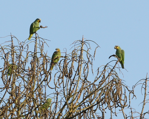 Orange-winged Parrots, Hacienda Jacana, Trinidad. 13th March 2016.