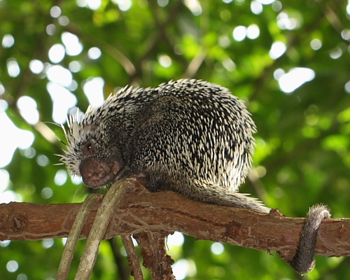 Prehensile-tailed Porcupine, Nariva Swamp, Trinidad. 18th March 2016.