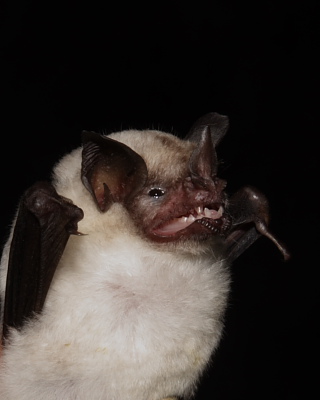 Leucistic Seba's Short-tailed Fruit Bat, Knolly's Tunnel. 22nd March 2016.