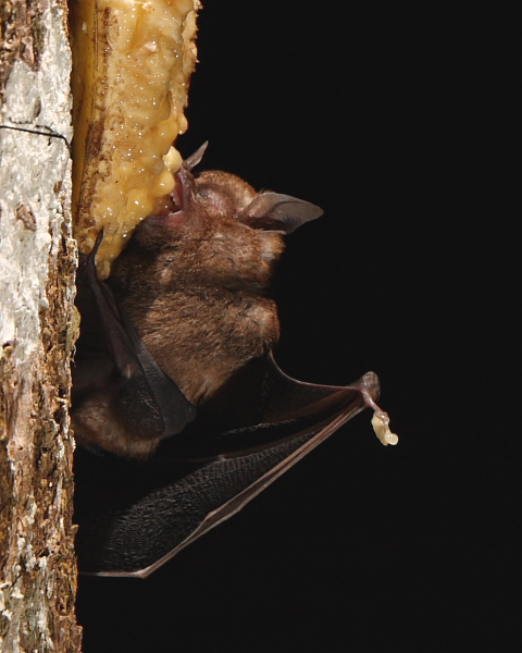 Seba's Short-tailed Fruit Bat, Hacienda Jacana, Trinidad. 22nd March 2016.