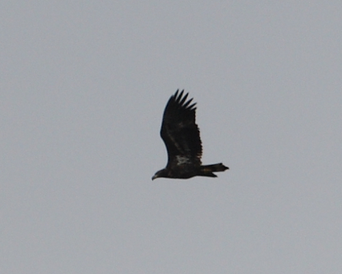 White-tailed Eagle, Blagdon Lake. 28th Oct 2016.
