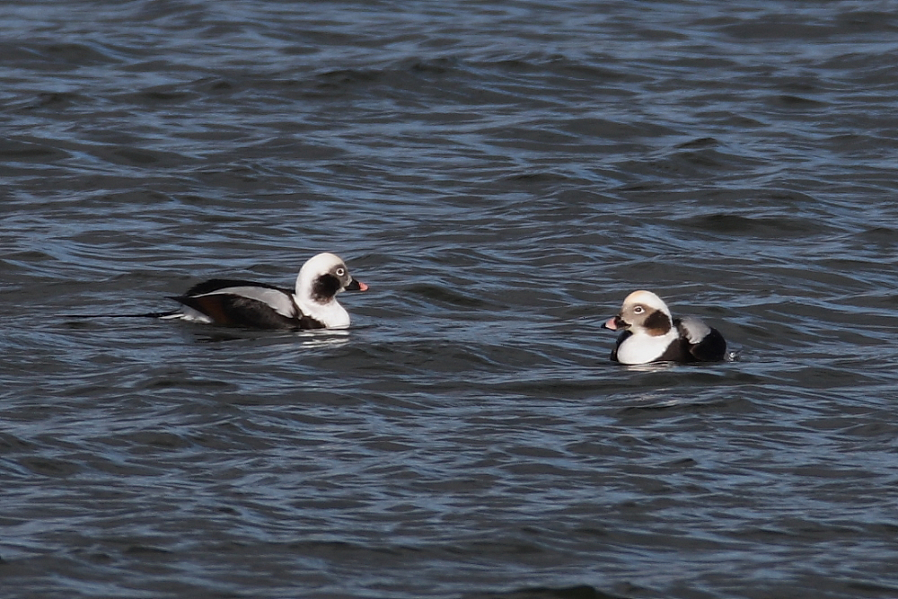 Adult winter male Long-tailed Ducks, Pipe Bay. 8th Nov 2016.