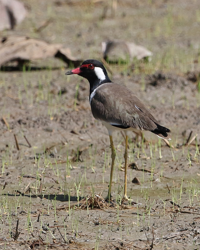 Red-wattled Lapwing, Thailand. 25th Nov 2017.