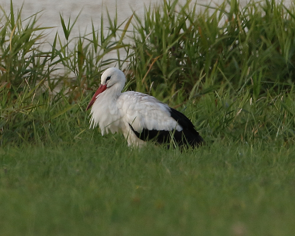White Stork, Bell's Bush. 20th Sept. 2019