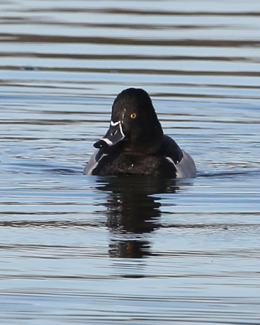 Ring-necked Duck, Holt Bay. 17th Jan 2023.