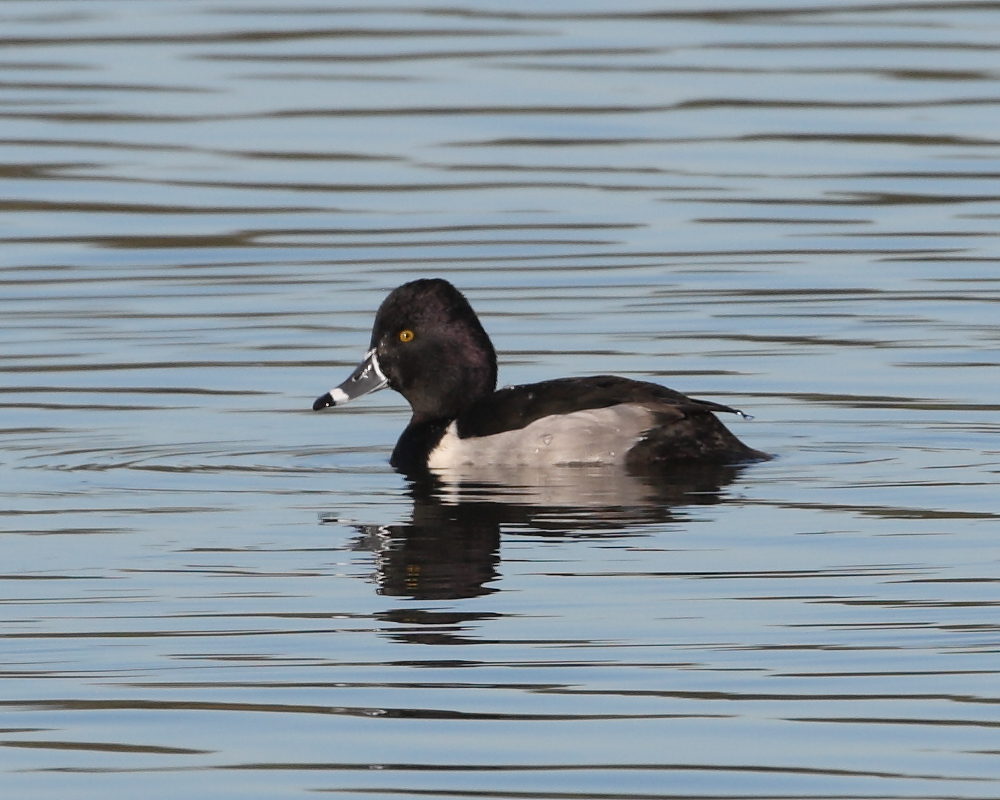 Drake Ring-necked Duck, Holt Bay. 17th Jan 2023.