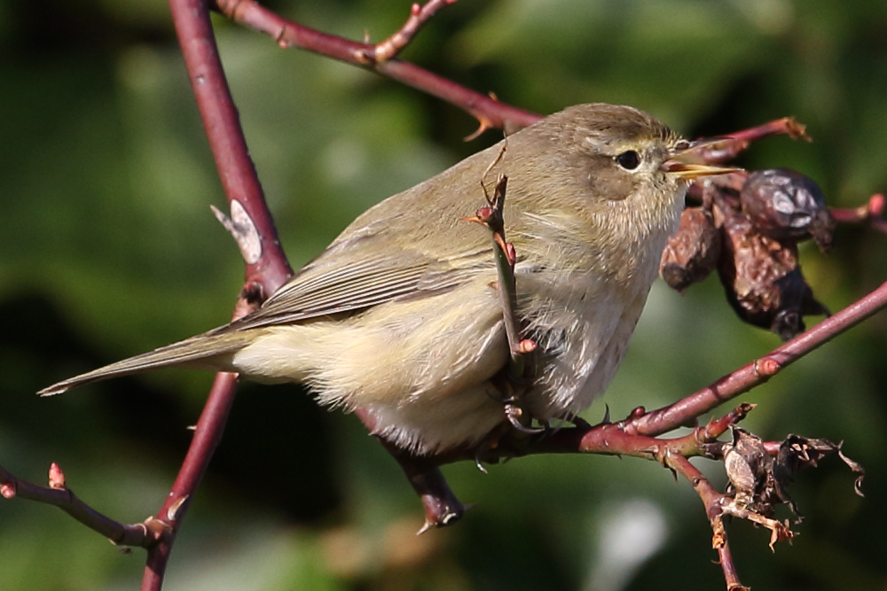 Chiffchaff with a curious mix of characters, Top End. 30th Jan 2023.