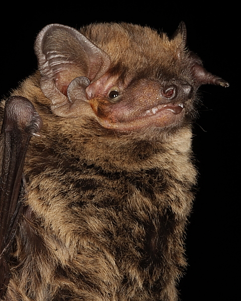 Leisler's Bat showing ear detail
