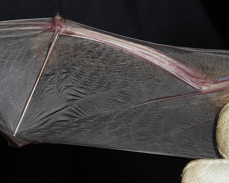Leisler's Bat showing hairy forearm