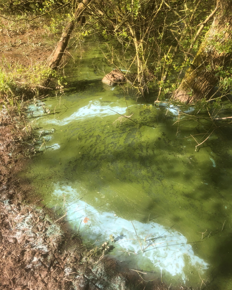 Blue-green algae. 23rd April 2024.