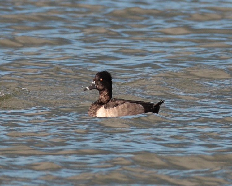 Drake Ring-necked Duck, Holt Bay. 11th Oct 2009.