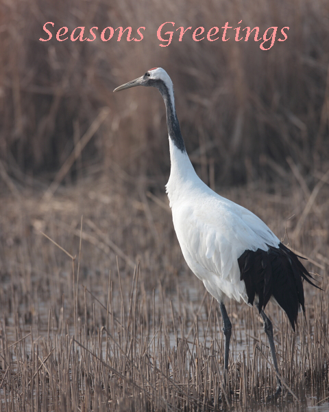 Red-crowned Crane, Yancheng, China. 29th Dec 2009.