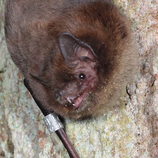 Male Nathusius' Pipistrelle, Pumping Station. 25th Sept 2011