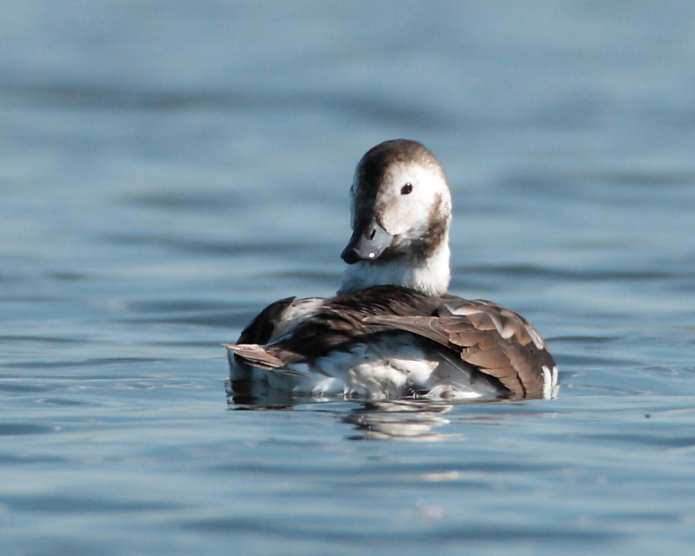 Female Long-tailed Duck, Home Bay. 22nd Oct 2011.