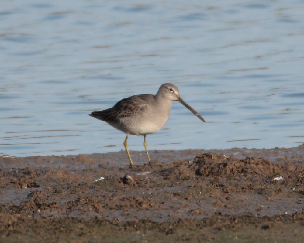 1st-winter Long-billed Dowitcher, Pipe Bay. 6th Dec 2011.