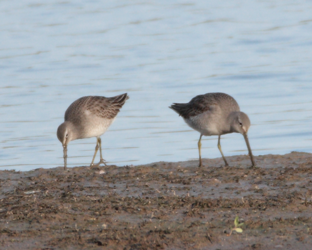 1st-winter Long-billed Dowitchers, Pipe Bay. 6th Dec 2011.