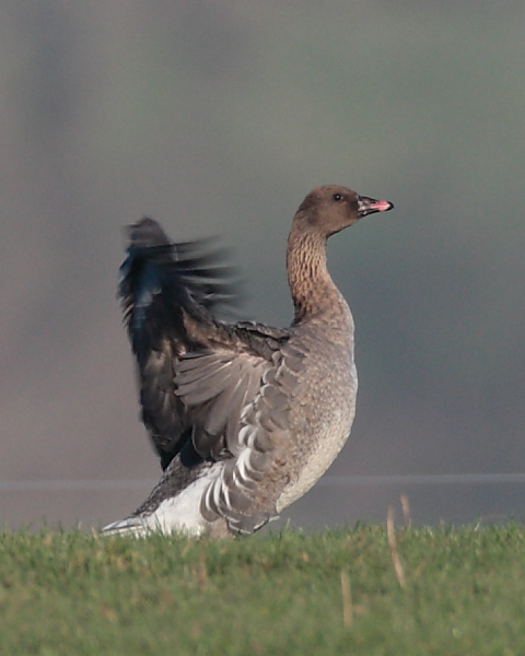 Pink-footed Goose, Holt Farm. 16th Jan 2012.
