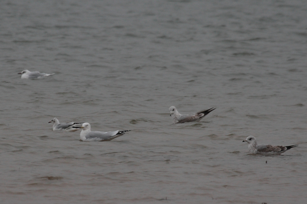 Ring-billed Gull with Black-headed & Common Gulls, Fishing Lodge. 18th Jan 2012.