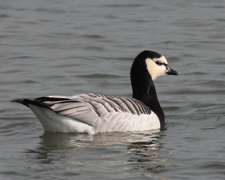Barnacle Goose, Holt Bay. 9th Feb 2012.