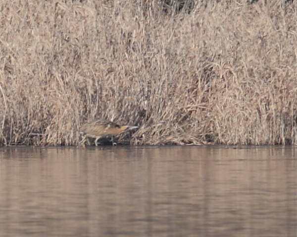 Bittern, Indian Country. 11th Feb 2012.