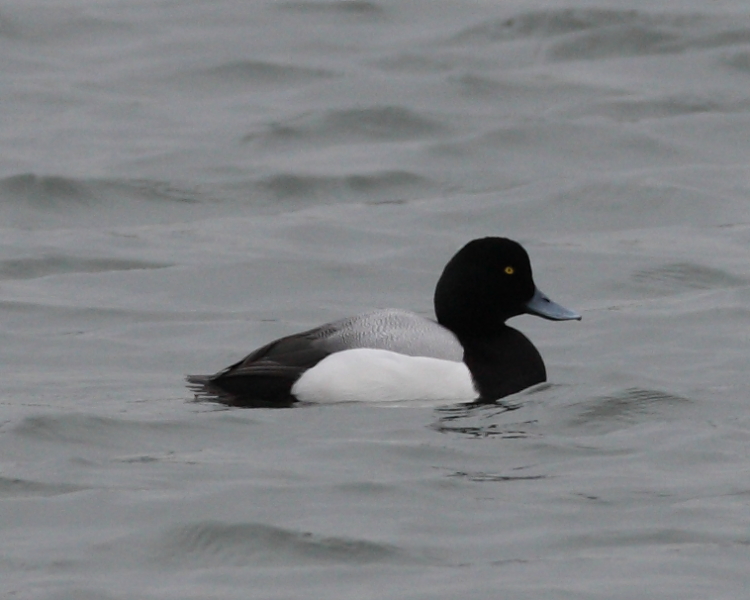 Drake Greater Scaup, Nr Spillway. 28th Feb 2012.