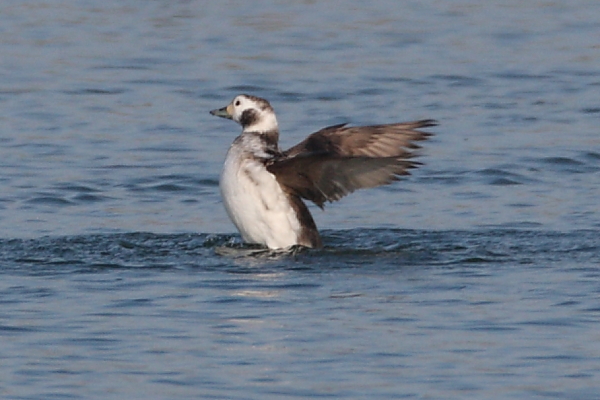 1st-winter female Long-tailed Duck, Dam.