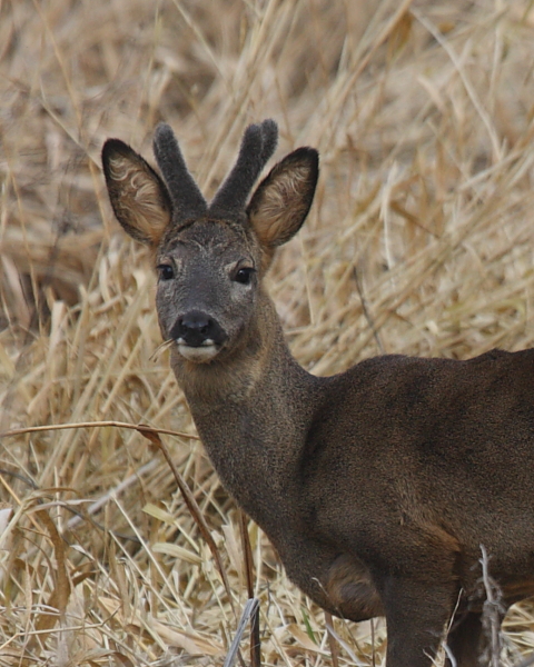 Roe Deer buck in velvet, Lodge Copse. 2nd March 2012.