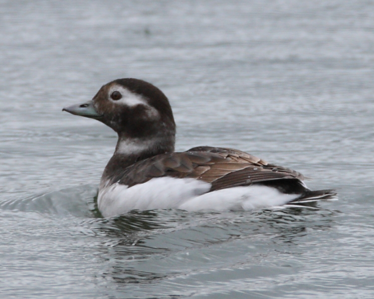 Long-tailed Duck, Cheddar Water. 17th April 2012.