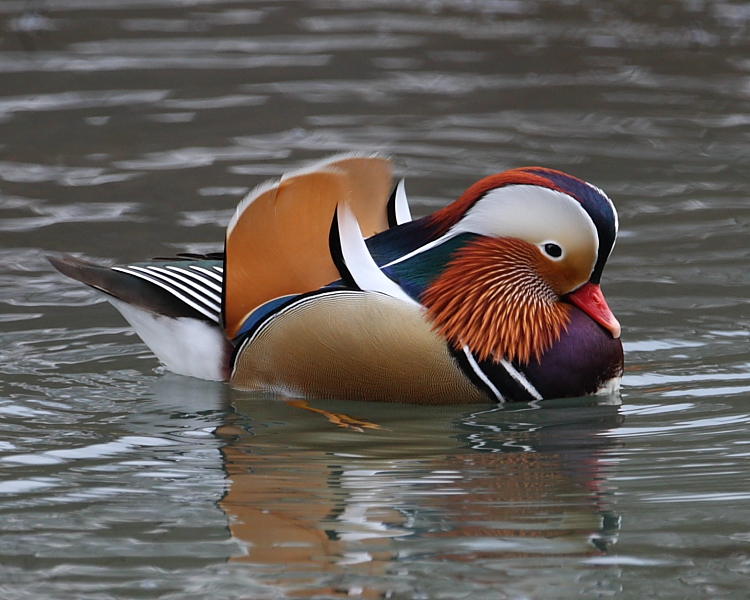 Drake Mandarin Duck, Cannop Ponds, Forest of Dean, Glos. 23rd Feb 2013.