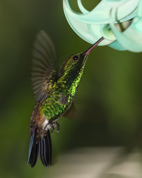 Copper-rumped Hummingbird, Asa Wright Nature Centre, Trinidad. 3rd March 2013.
