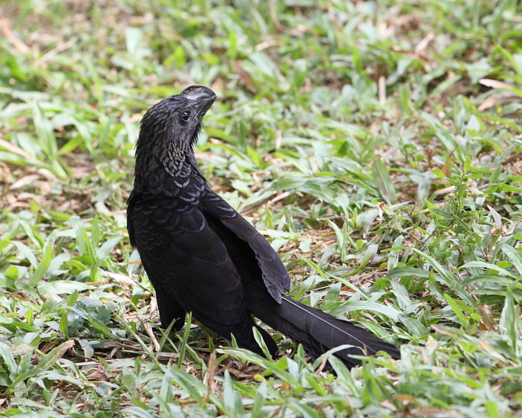Smooth-billed Ani, Port-of Spain, Trinidad. 4th March 2013