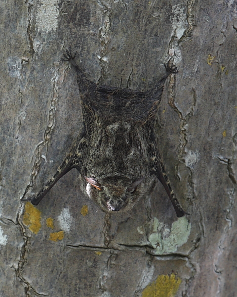 Proboscis Bat, Caroni Swamp, Trinidad. 6th March 2013.