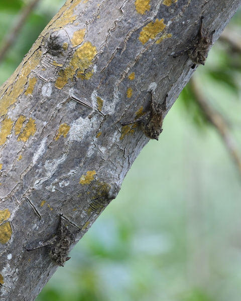 Proboscis Bats in roosting position, Caroni Swamp, Trinidad. 6th March 2013.