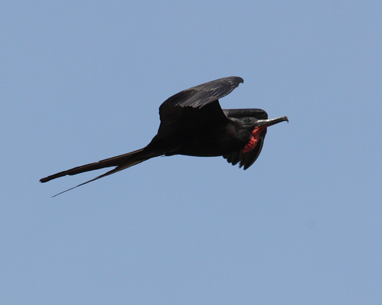 Magnificent Frigatebird, Chaguaramas, Trinidad. 6th March 2013.