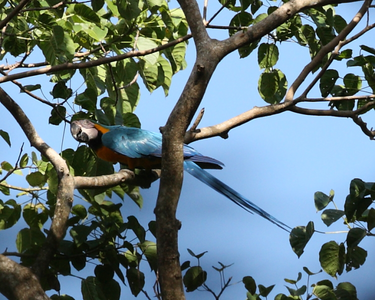 Blue & Yellow Macaw, Bush Bush Sanctuary, Trinidad. 7th March 2013.