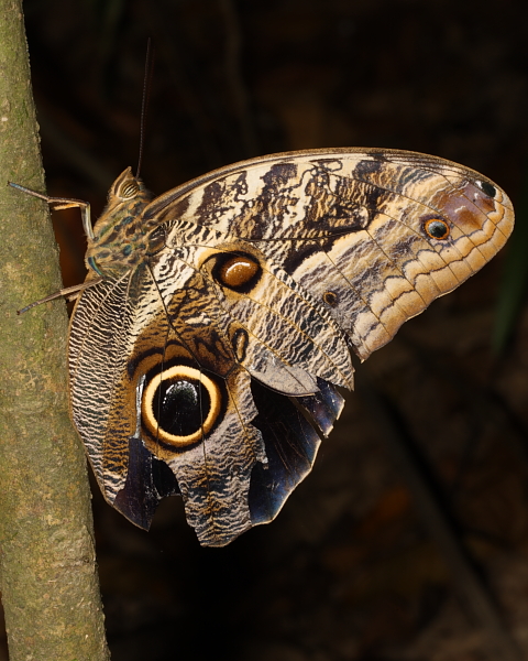 Owl Butterfly, Trinity Hills, Trinidad. 10th March 2013.