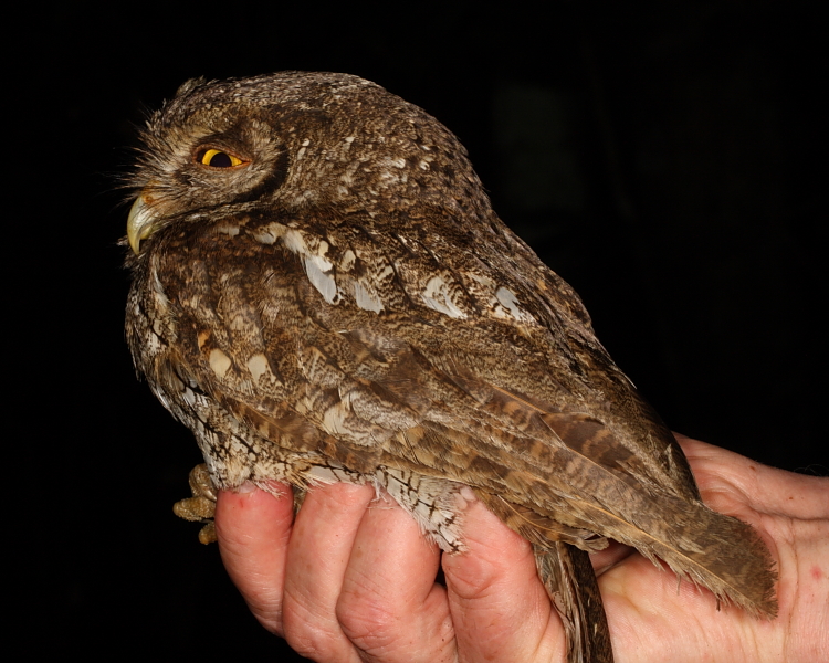 Tropical Screech Owl, Trinidad. 12th March 2013.