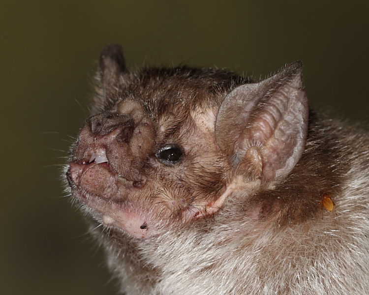 Common Vampire Bat, Trinidad. 12th March 2013.