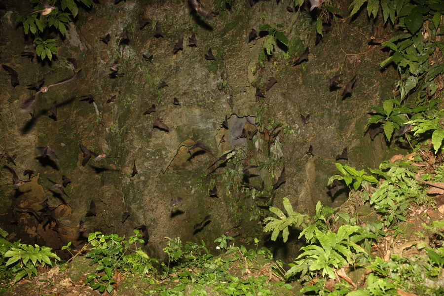 Bats leaving Tamana Hill Cave, Trinidad. 13th March 2013.