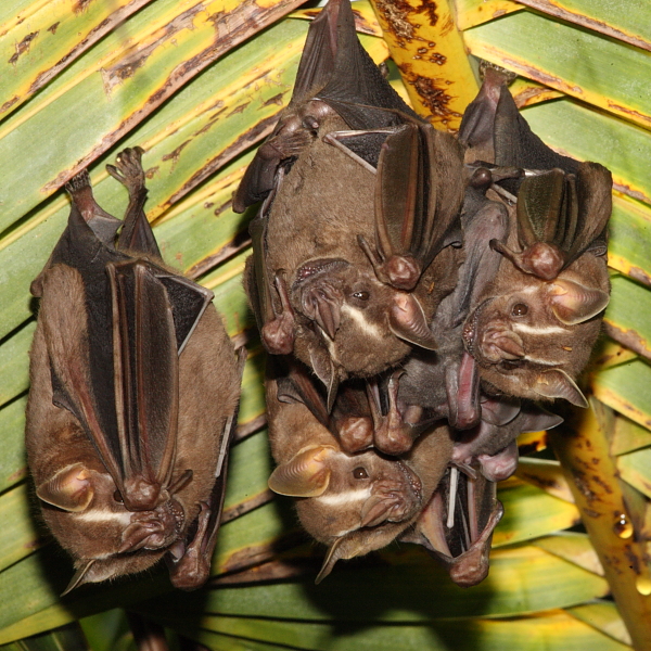 Great Fruit-eating Bat, Hacienda Jacana, Trinidad. 14th March 2013.