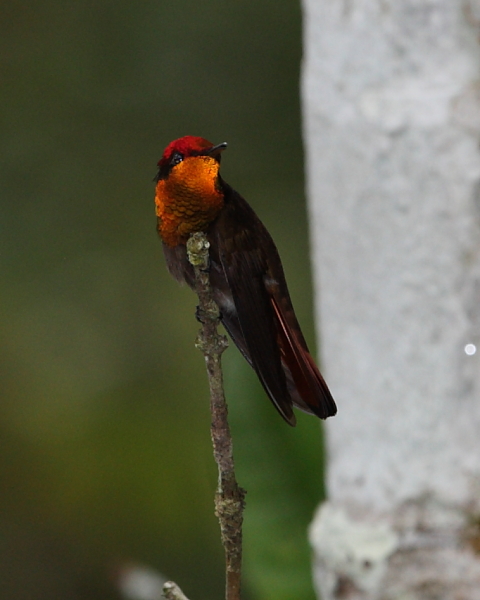 Ruby-topaz Hummingbird, Hacienda Jacana, Trinidad. 14th March 2013.