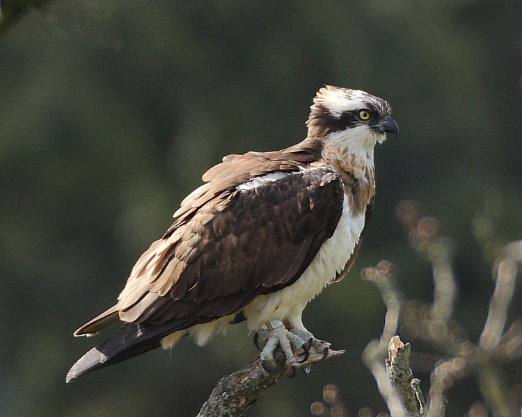 Osprey, Pupming Station. 30th March 2013.