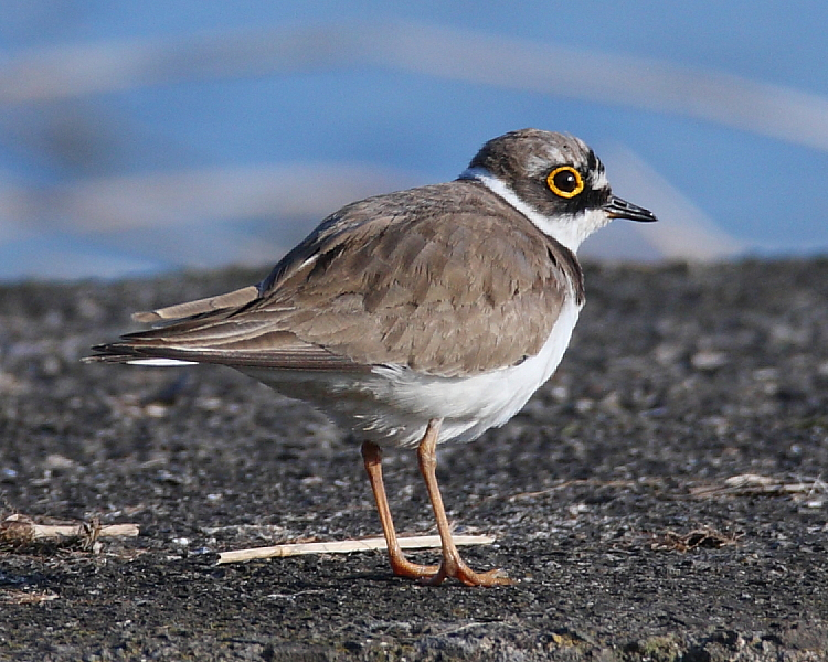 Little Ringed Plover, The Lodge. 3rd April 2013.